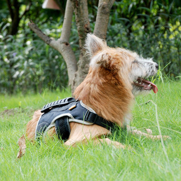 Pet Harness Reflective