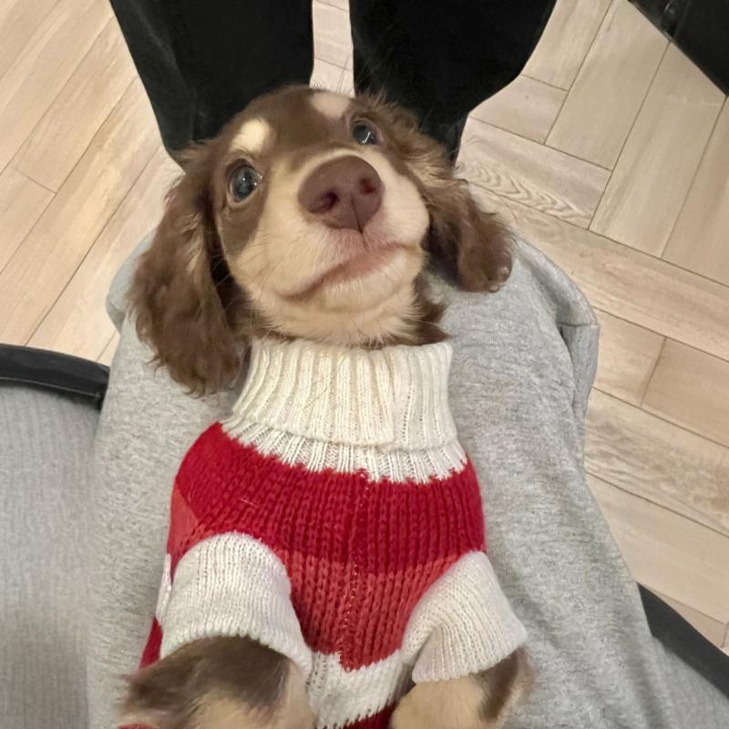 Sausage Dog Clothes Small Dog Cat Warm Thickened Sweater