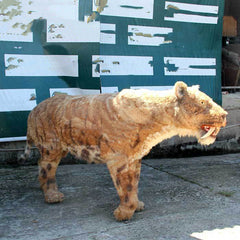 Simulation Fiberglass Saber-toothed Tiger Fur Model