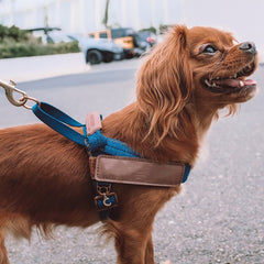 PetReflective Dog Chest Strap At Night